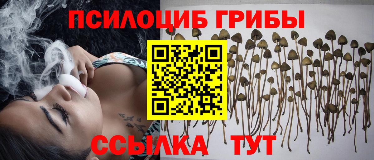 Псилоцибиновые грибы мицелий Кропоткин
